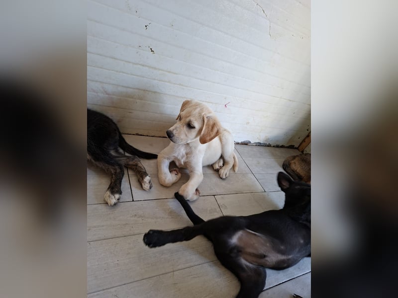 Welpe Colt - verspielt, freundlich, neugierig