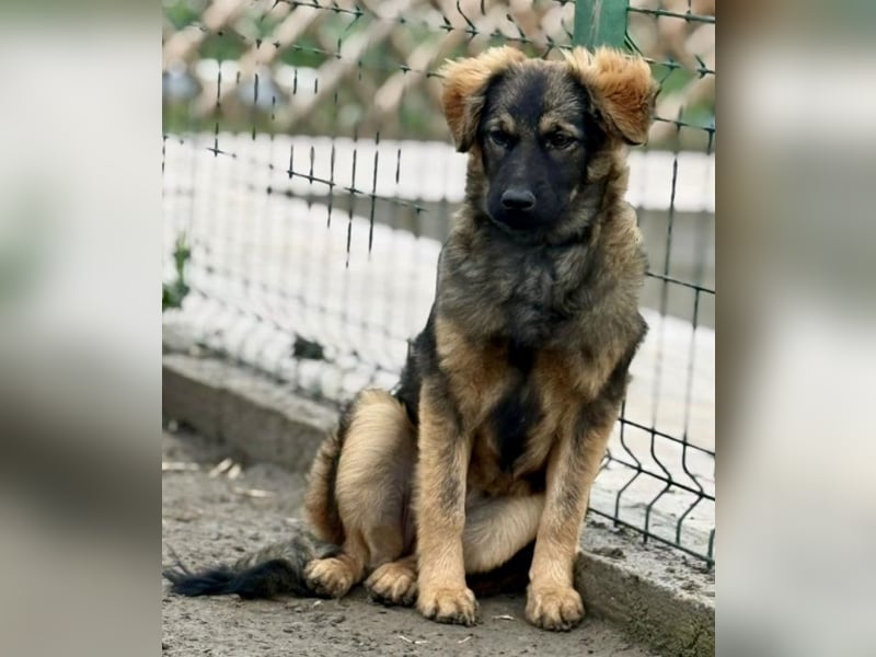 Ayla - fein und sensibel