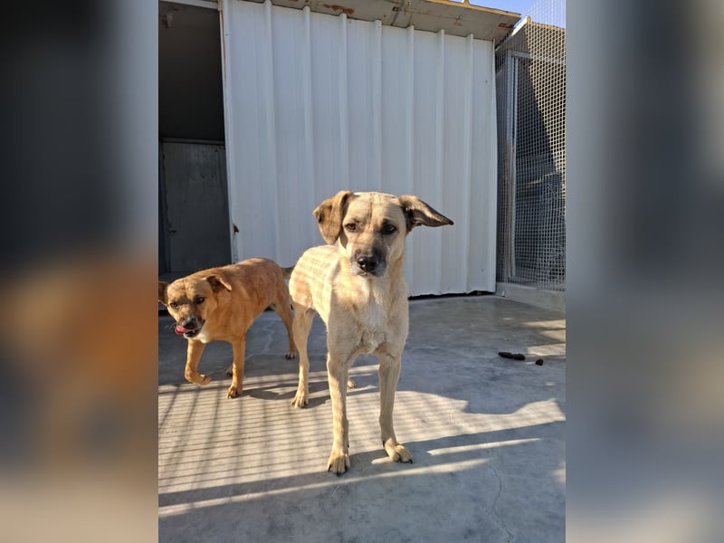 Kiko sucht ein Zuhause