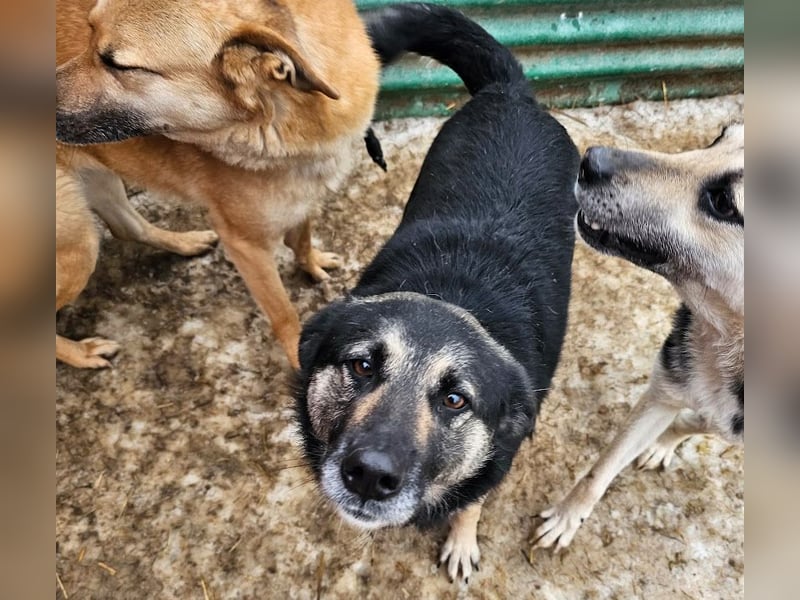 Bounty - sanfte Hündin aus der Tötung sucht Liebe!