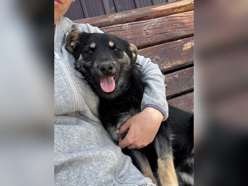 Welpe Spencer sucht sein Zuhause (DE/LUX/CH)