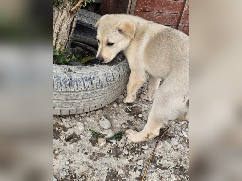 Kleiner Herzensbrecher Bailey sucht sein Zuhause