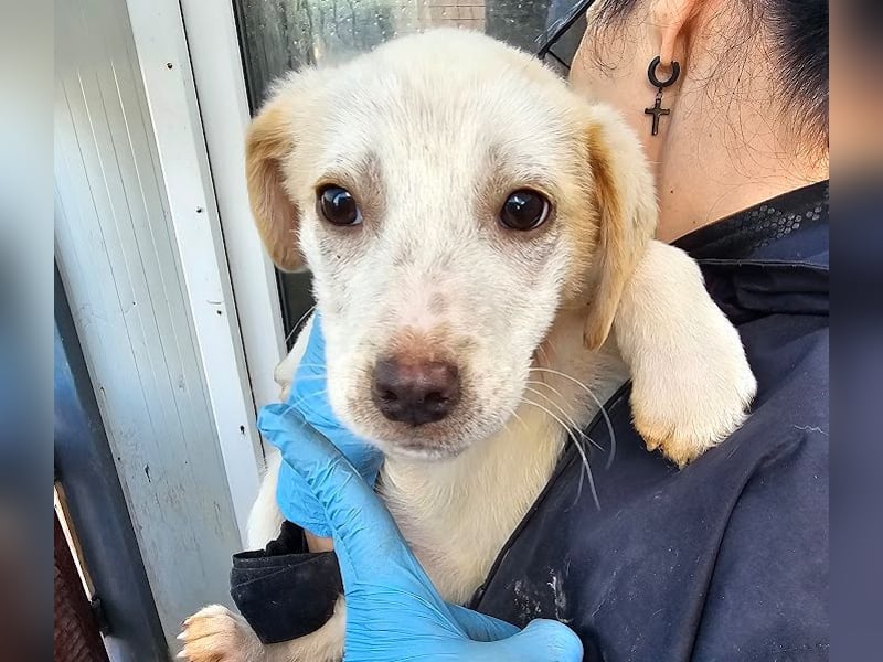 Schüchternes Welpenmädchen Anka