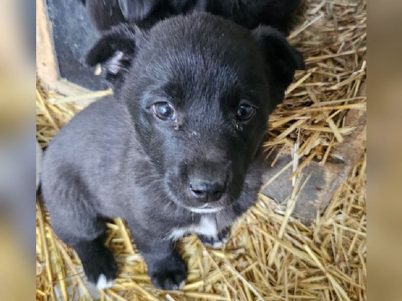 Welpenmädchen Pepper sucht Dosenöffner (D/ LUX/ CH)