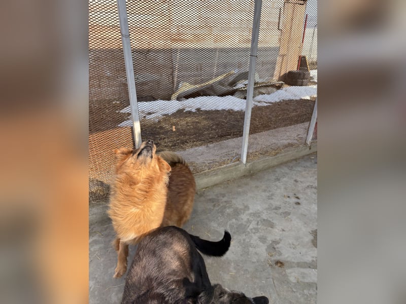 Hündin Lucky sucht Zuhause mit Freundin Groh