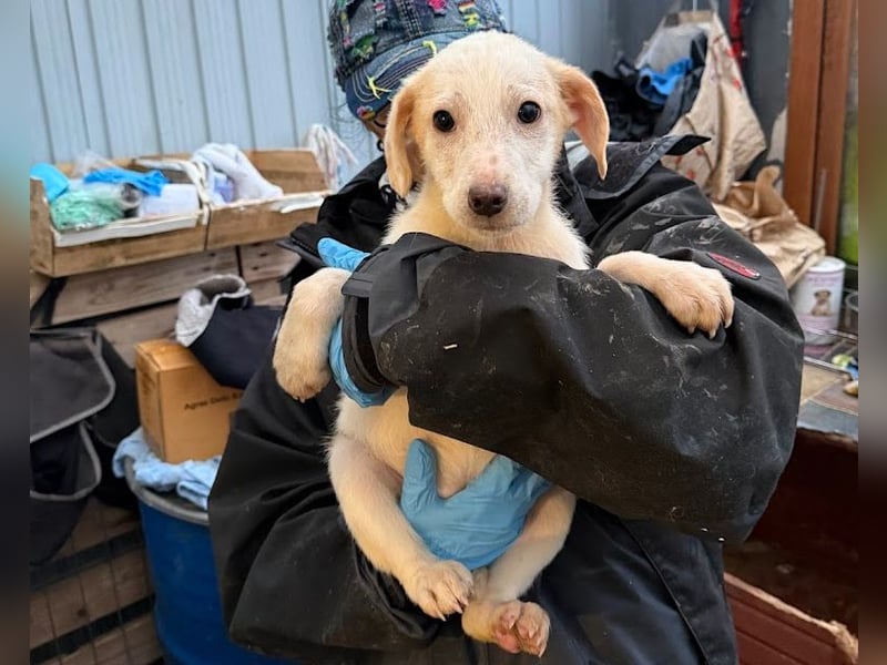 Schüchternes Welpenmädchen Anka