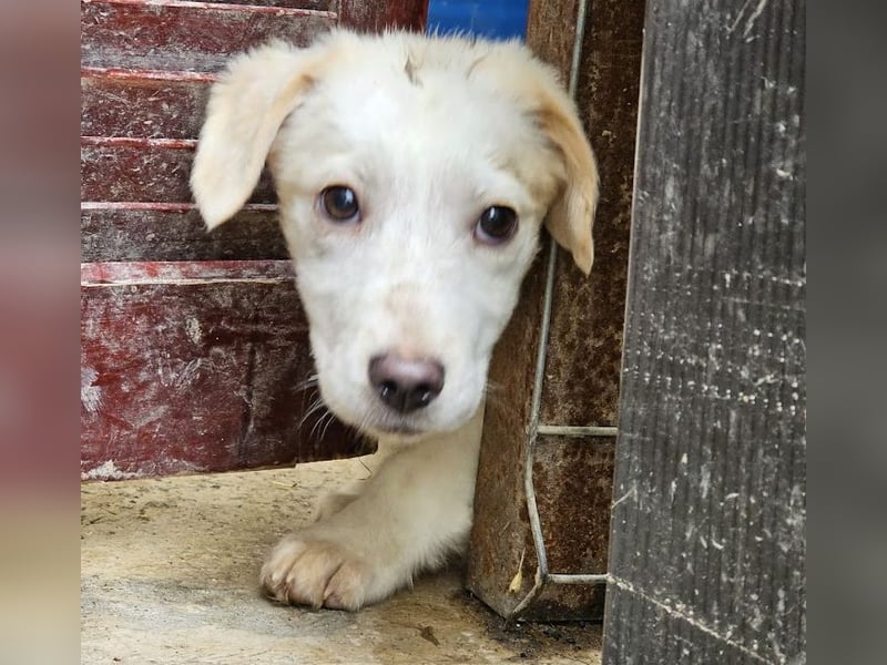 Zurückhaltendes Welpenmädchen Kimby