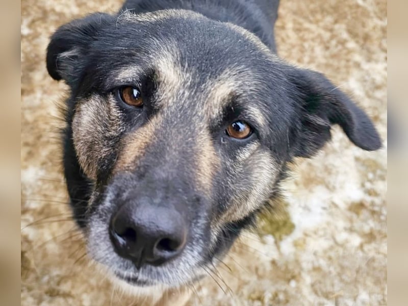 Bounty - sanfte Hündin aus der Tötung sucht Liebe!