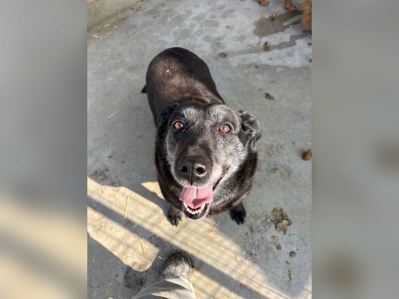 Groh sucht Zuhause mit Freundin Lucky