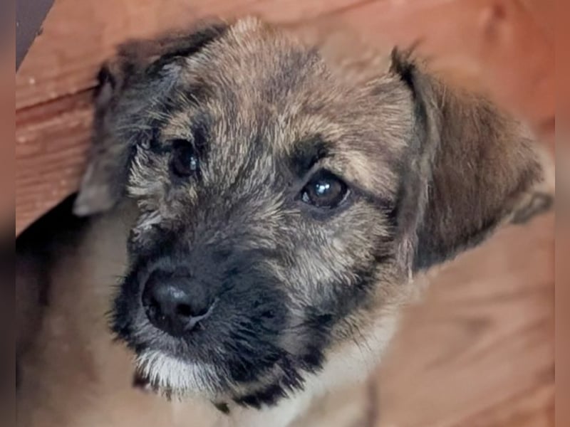 Molly - verspieltes, offenes Welpenmädchen