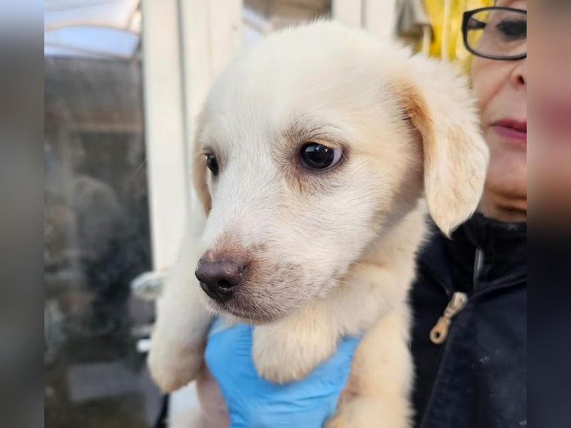 Zurückhaltendes Welpenmädchen Kimby