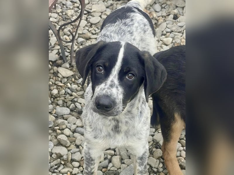 Sancho - tapferer Welpenbub