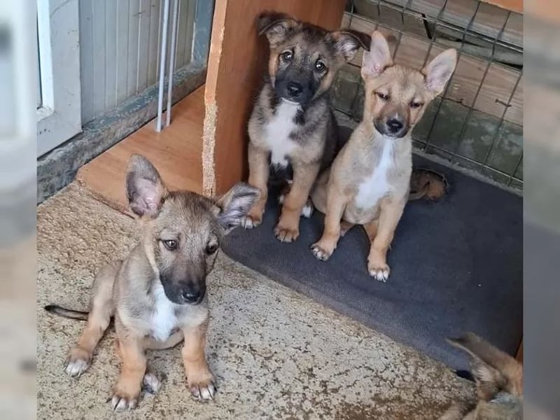 Zuckersüßes Welpenmädchen Caja sucht Zuhause (D/CH/LUX)