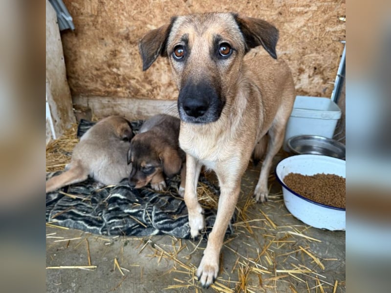 Frida - warmes Körbchen gesucht (deutschlandweit)