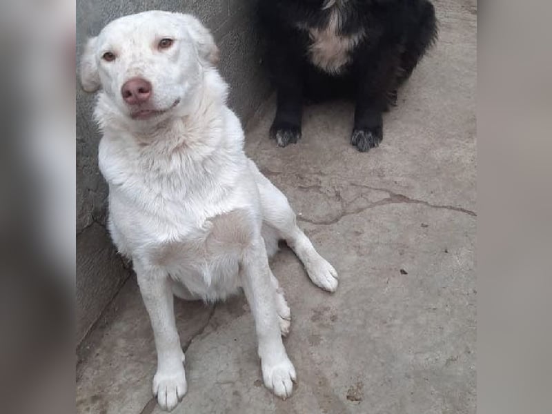 Nelly - freundliche, unkomplizierte Hündin