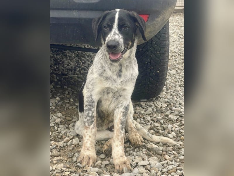 Sancho - tapferer Welpenbub