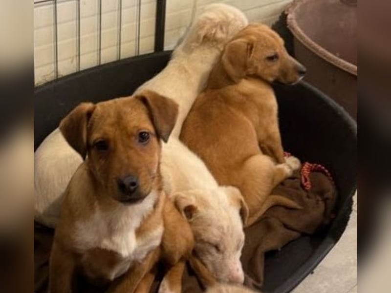 Welpenmädchen Minka sucht Zuhause (D/ LUX/ CH)