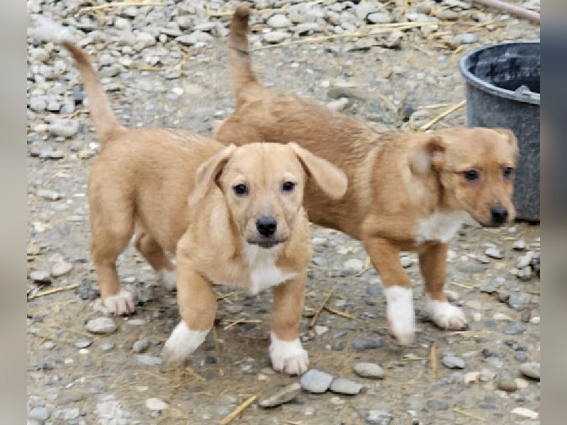 Welpenmädchen Minka sucht Zuhause (D/ LUX/ CH)