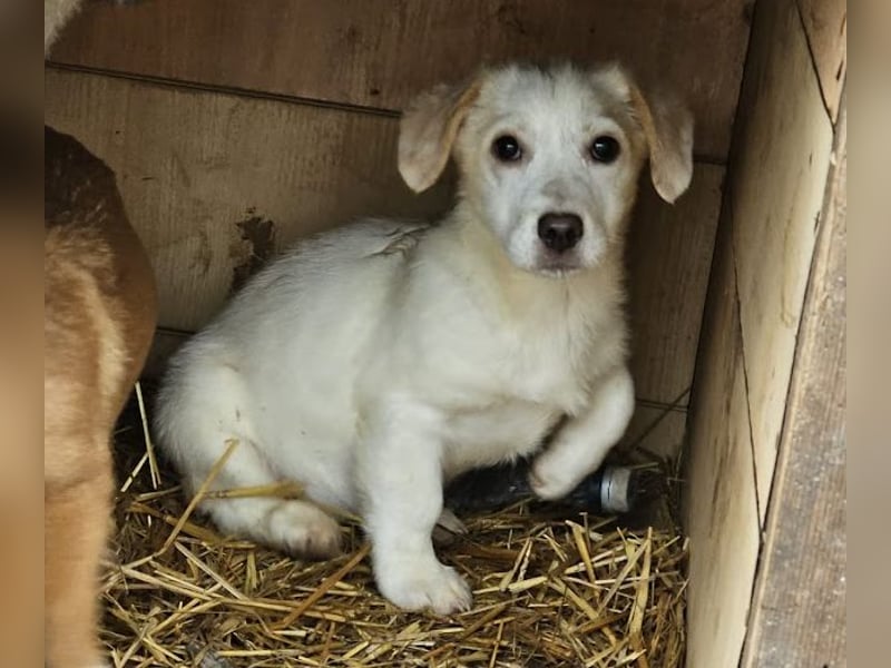 Zurückhaltendes Welpenmädchen Kimby