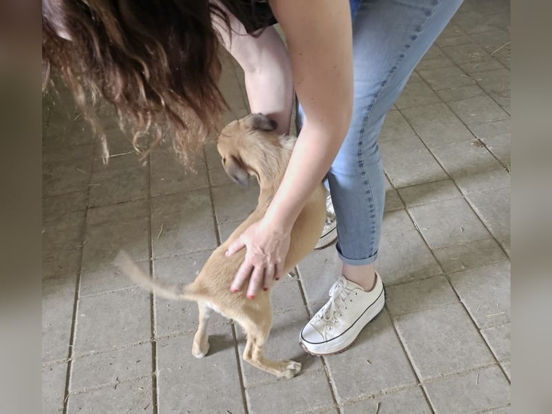 Süßes Welpenmädchen Buffy wünscht sich eine Familie
