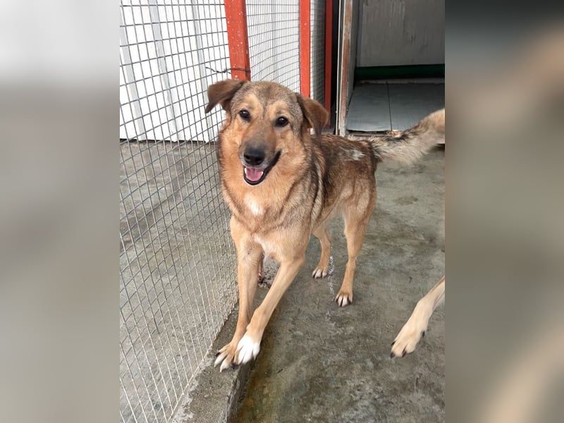 Pebbels - sanfte, liebevolle, treu Hündin (Vermittlung bundesweit)