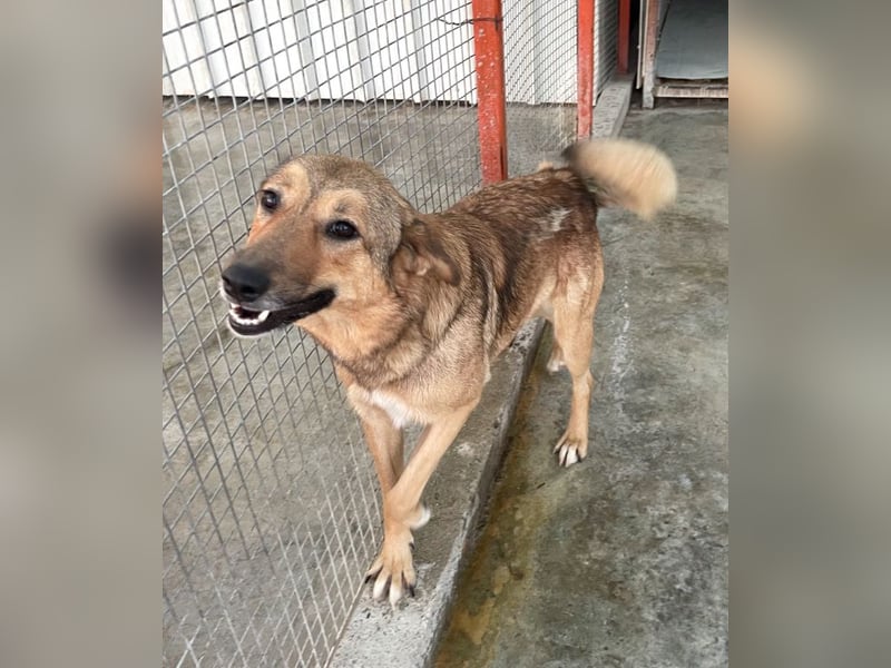 Pebbels - sanfte, liebevolle, treu Hündin (Vermittlung bundesweit)