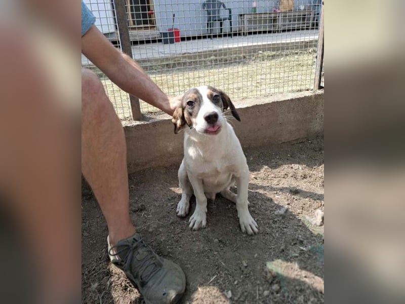 Jampa - lieber, freundlicher Bub!