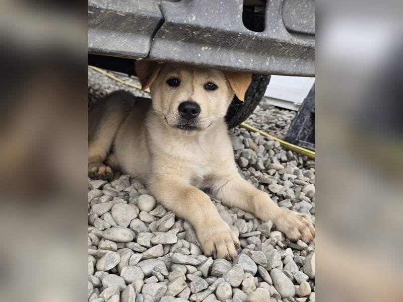 Kleiner Herzensbrecher Bailey sucht sein Zuhause