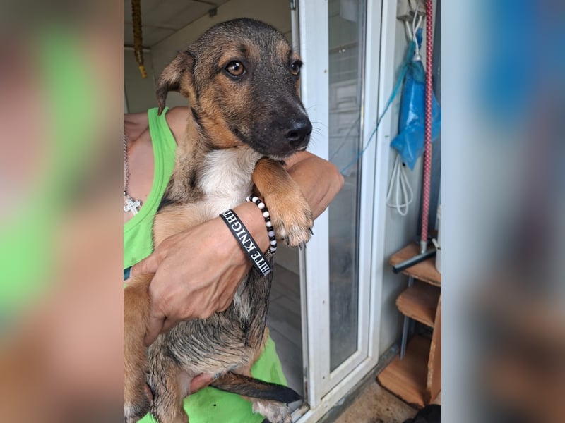 Zuckersüßes Welpenmädchen Caja sucht Zuhause (D/CH/LUX)