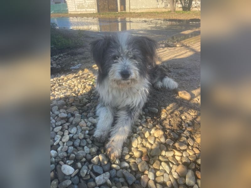 Petzi - kleiner Überlebenskünstler