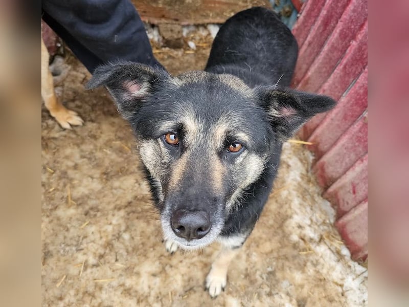 Bounty - sanfte Hündin aus der Tötung sucht Liebe!