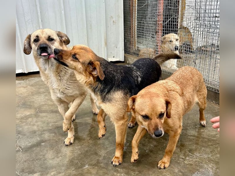 Luna - sanfte, zurückhaltende, junge Hündin sucht „ihre“ Menschen