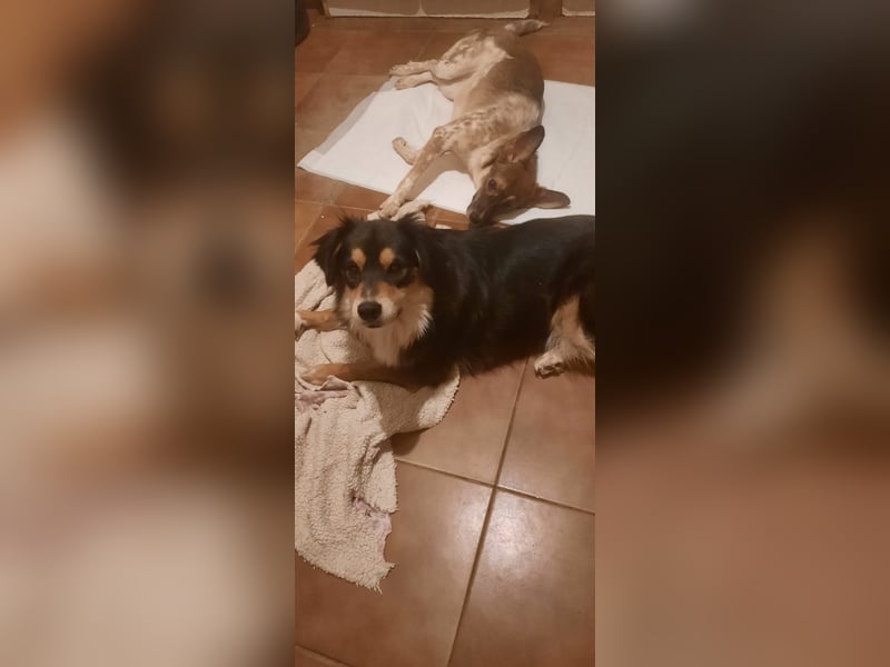 Feinfühliger Begleiter Marty mit großem Herzen