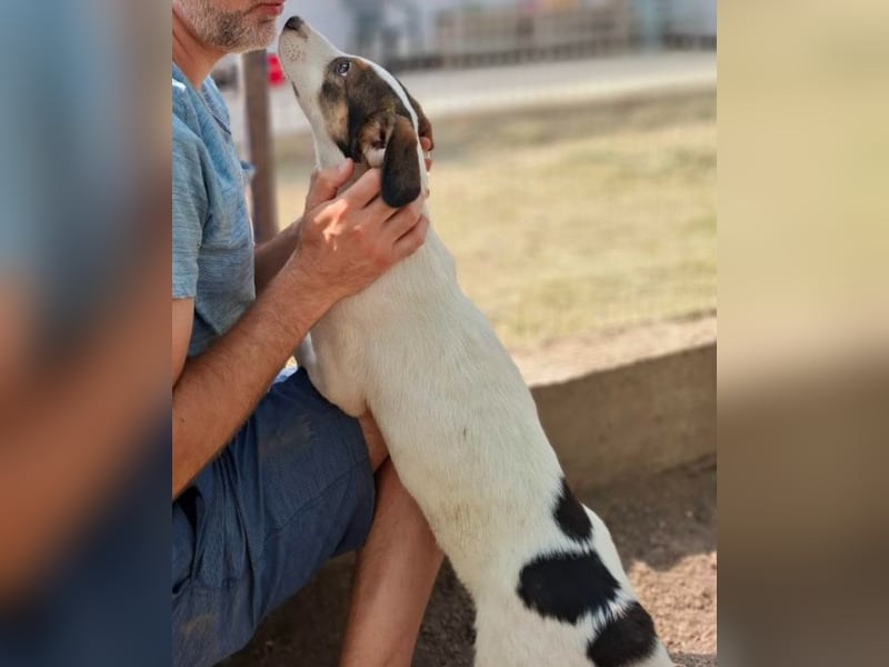 Jampa - lieber, freundlicher Bub!