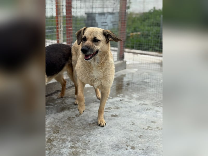 Kiko sucht ein Zuhause