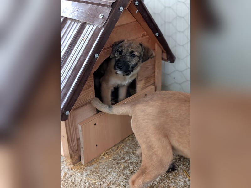 Molly - verspieltes, offenes Welpenmädchen