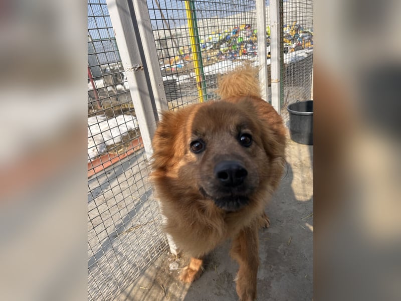 Hündin Lucky sucht Zuhause mit Freundin Groh