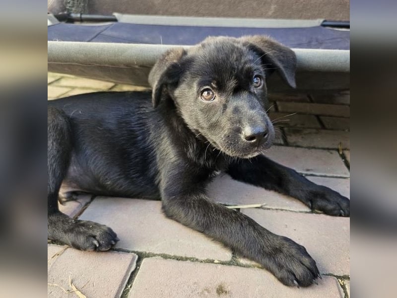 Welpe Tiny sucht seine Menschen (D/CH/LUX)
