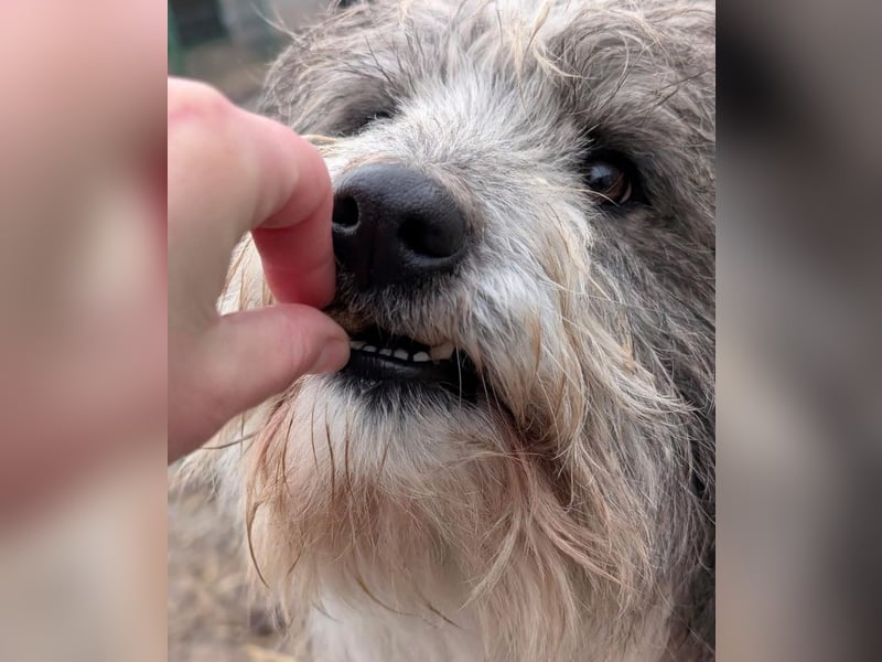 Petzi - kleiner Überlebenskünstler