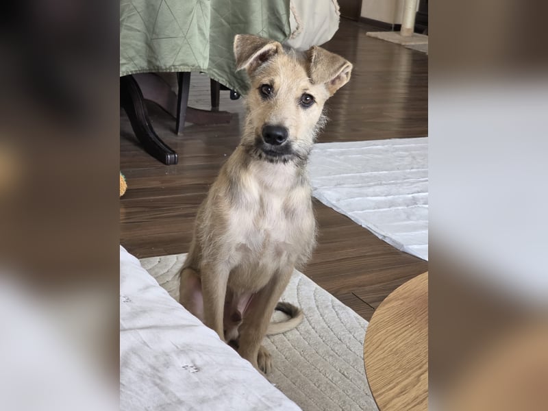 Junghund Lucky sucht Familie (D/ CH/ LUX)