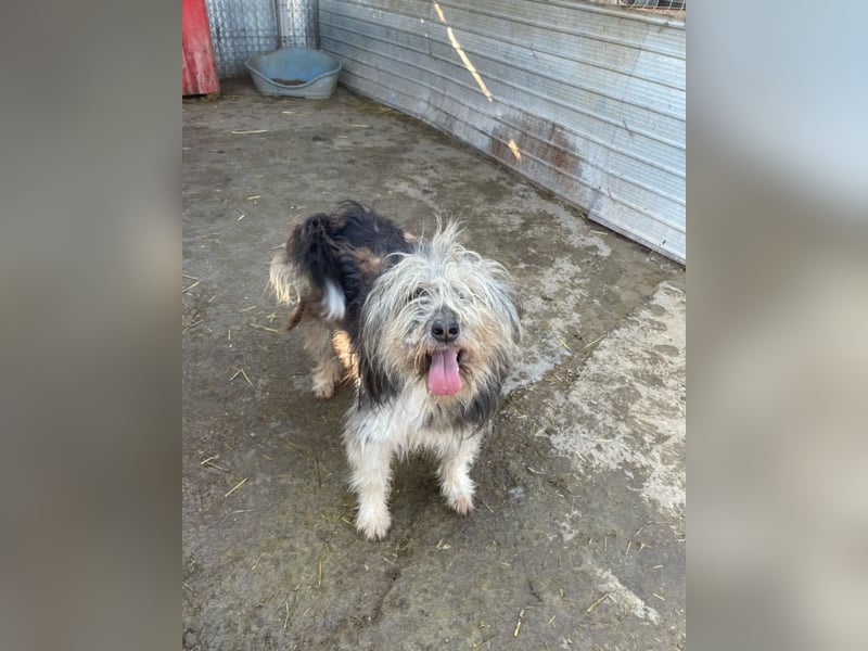 Izzy - fröhlicher Flummi