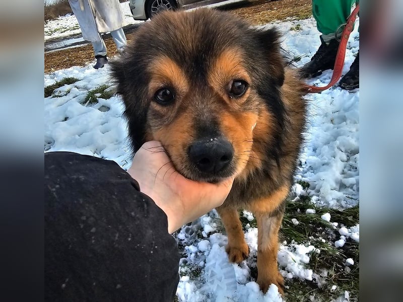 Brownie - lieber 3-jähriger Kettenhund sucht Körbchen!