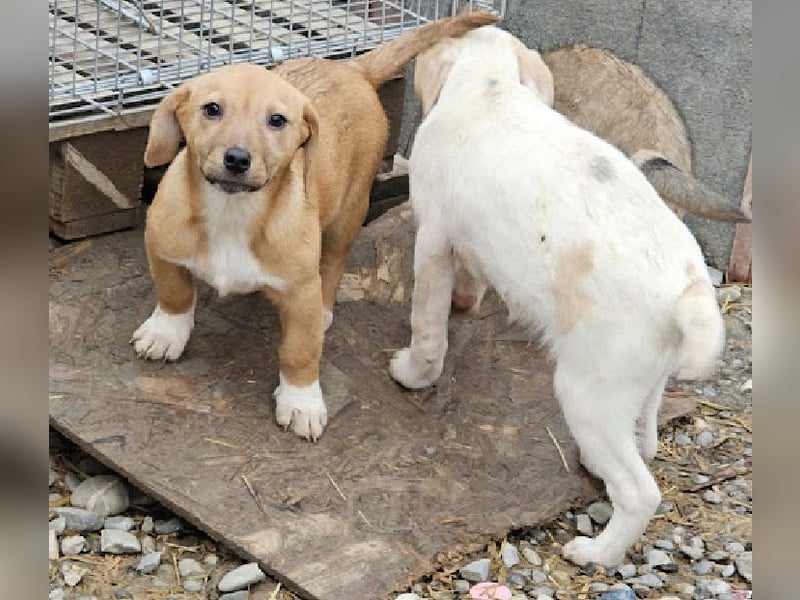 Welpenmädchen Minka sucht Zuhause (D/ LUX/ CH)