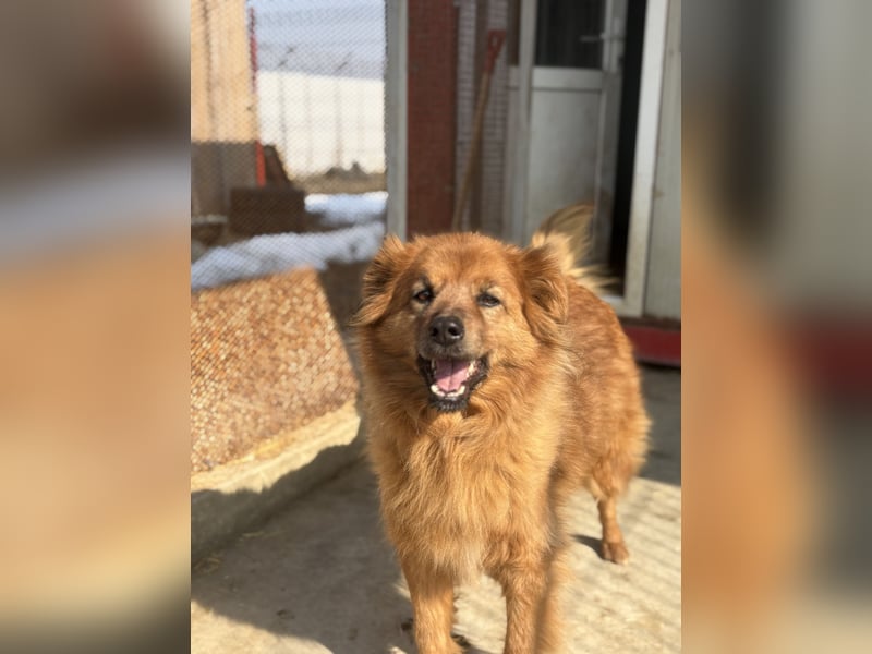 Hündin Lucky sucht Zuhause mit Freundin Groh