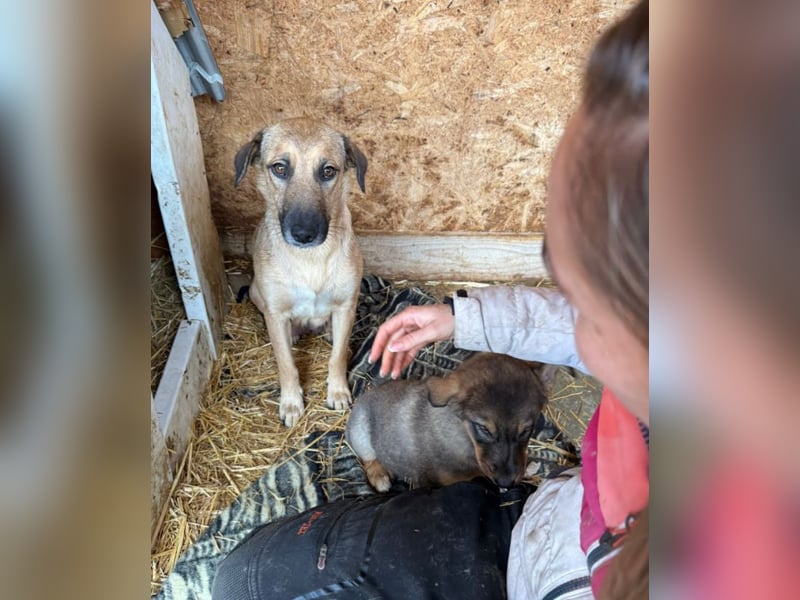 Frida - warmes Körbchen gesucht (deutschlandweit)