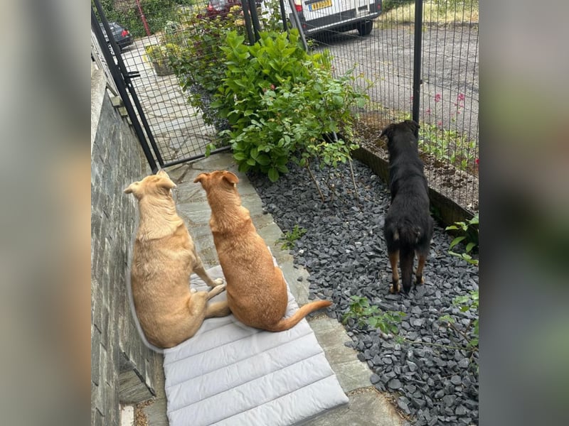 Bobby - auf Pflegestelle in Luxemburg