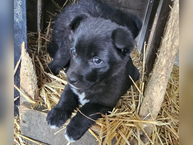 Welpenmädchen Pepper sucht Dosenöffner (D/ LUX/ CH)
