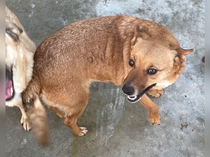 Elly - in Hamburg auf Pflegestelle