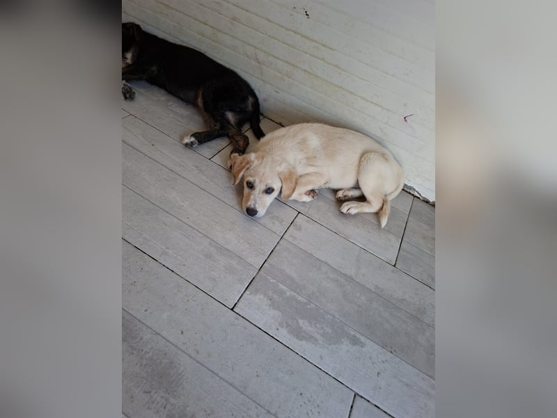 Welpe Colt - verspielt, freundlich, neugierig