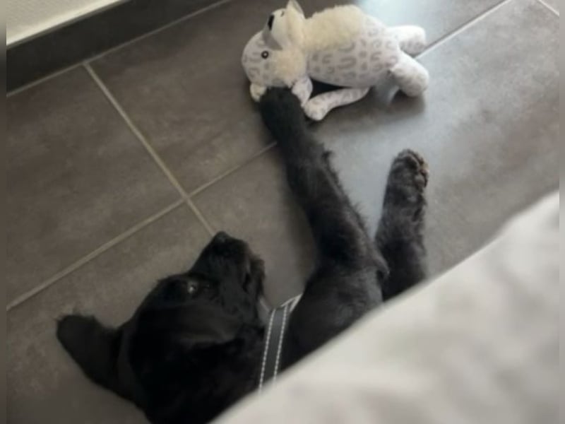 In Luxemburg: Welpe Mads verliert sein Zuhause